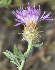 Centaurea pulvinata