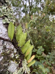 Microgramma squamulosa