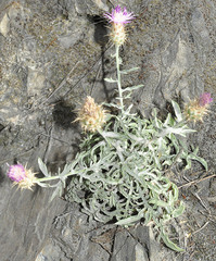 Centaurea pulvinata