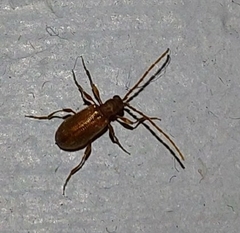 Ptinus raptor