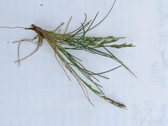 Poa rodwayi