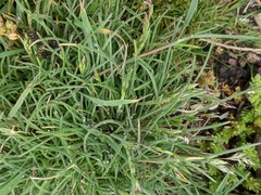 Poa rodwayi