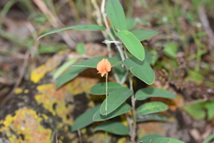 Tephrosia tinctoria