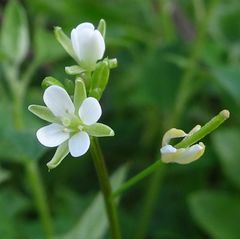 Rorippa laciniata