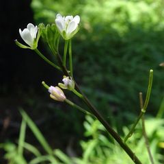 Rorippa laciniata