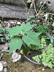 Mallotus paniculatus