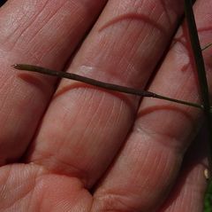 Rorippa laciniata