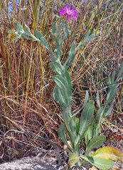 Centaurea seridis
