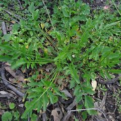 Rorippa laciniata