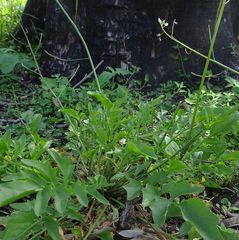 Rorippa laciniata