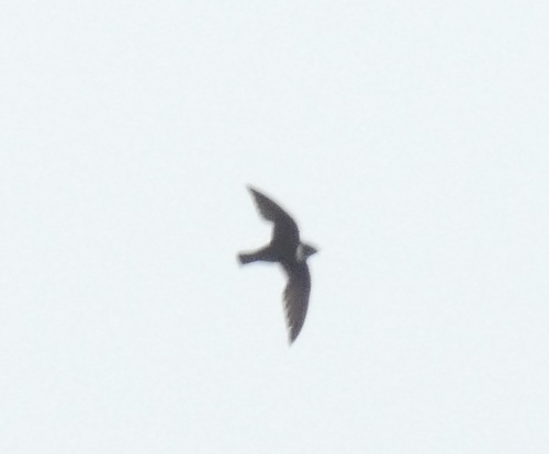 Biscutate Swift (Streptoprocne biscutata), photo 6