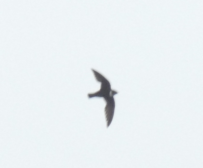 Biscutate Swift (Streptoprocne biscutata), photo 6
