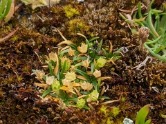 Colobanthus apetalus