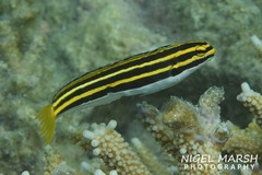Lined Fangblenny photo 1