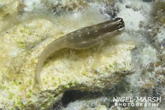 Ecsenius mandibularis