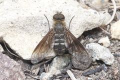 Chrysanthrax vanus
