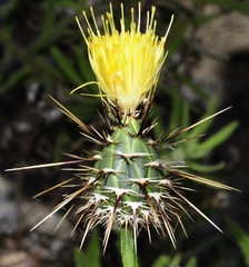 Centaurea sulphurea