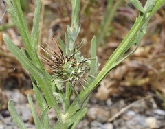 Centaurea sulphurea