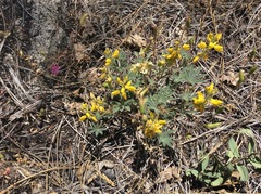 Lupinus citrinus citrinus