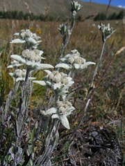 Leontopodium ochroleucum