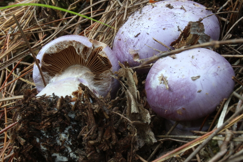 gassy webcap (Cortinarius traganus)