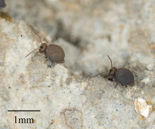 Bourletiella hortensis