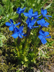 Gentiana bavarica