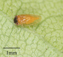 Ctenarytaina longicauda