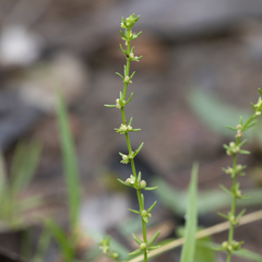Galium gaudichaudii