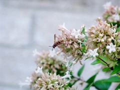 Euodynerus pratensis