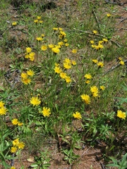 Crepis chrysantha
