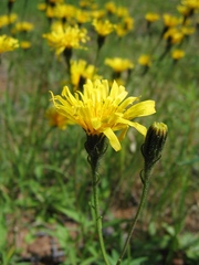 Crepis chrysantha