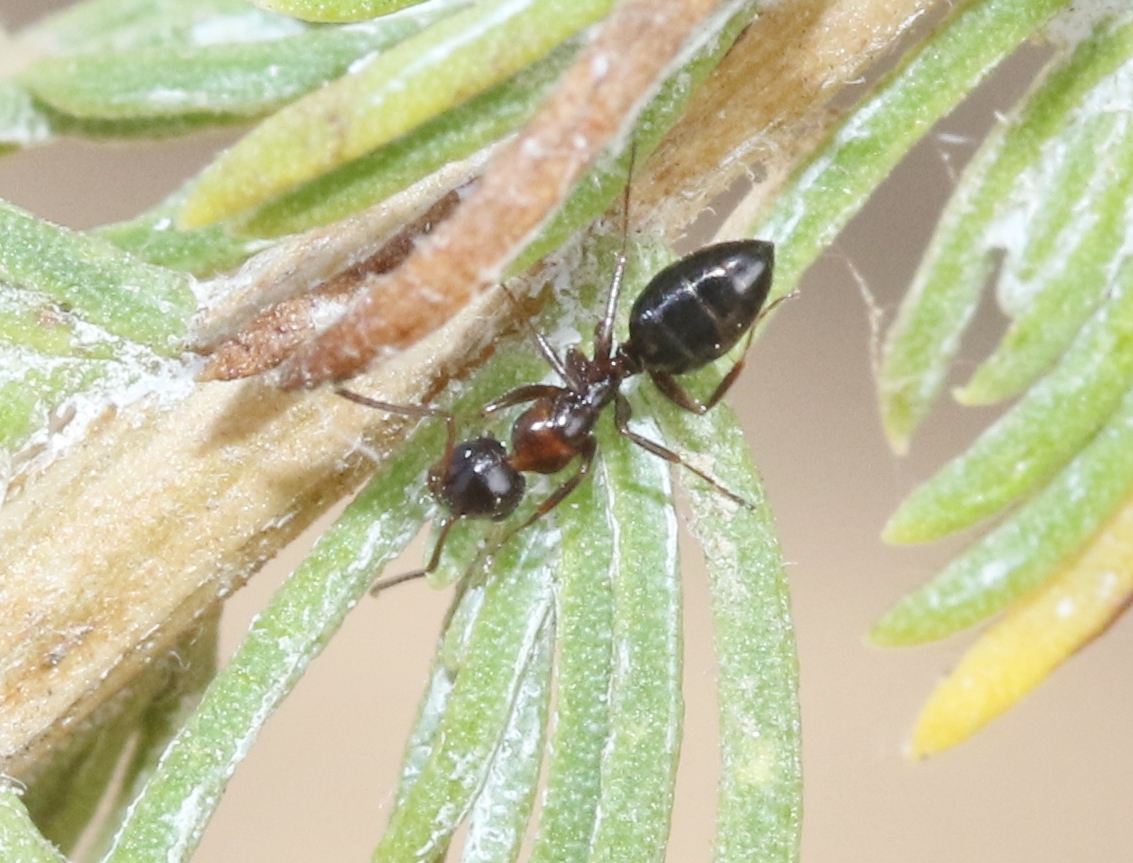 Camponotus hyatti