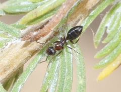 Camponotus hyatti