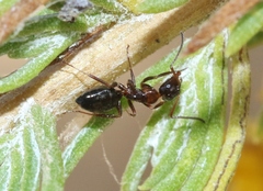 Camponotus hyatti