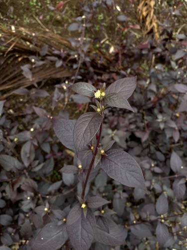 Alternanthera brasiliana observed 2020-11-12