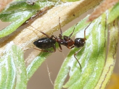 Camponotus hyatti