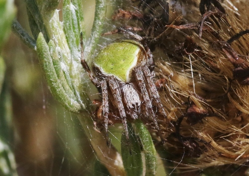 Araneus detrimentosus