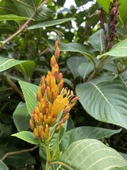 Sanchezia parvibracteata