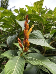 Sanchezia parvibracteata