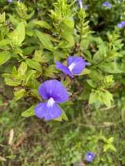 Achetaria azurea