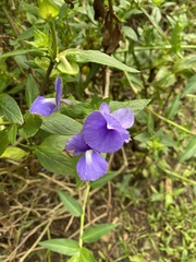 Achetaria azurea