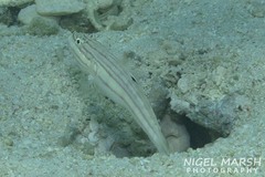 Valenciennea muralis