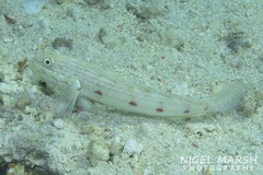 Valenciennea longipinnis