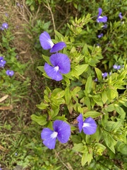 Achetaria azurea