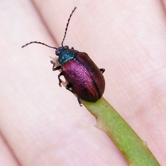 Freudeita cupripennis