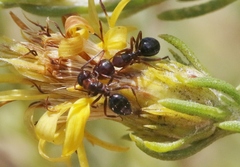 Camponotus hyatti