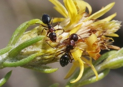Camponotus hyatti