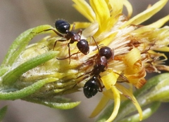 Camponotus hyatti