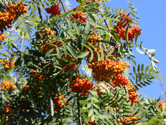 Sorbus sitchensis grayi